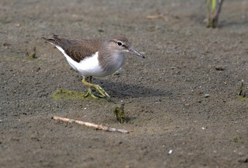 Flussuferläufer (Acitis hypoleucos) am Ufer