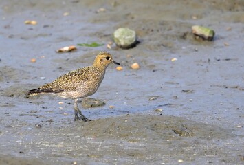 Goldregenpfeifer (Pluvialis apricaria) am Strand