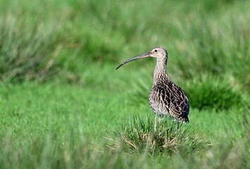 Großer Brachvogel (Numenius arquata)