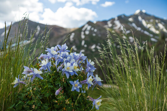 Colorado columbine flower patch in the summer mountains - Powered by Adobe