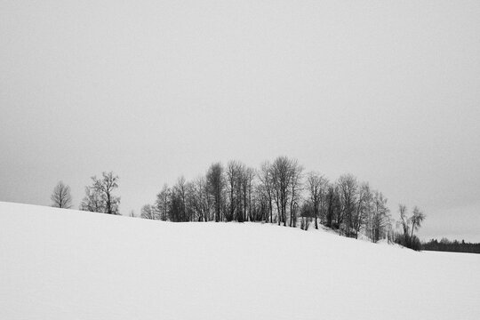 trees on a winter field