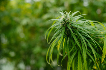 Top of cannabis ruderalis plants in science lab for making medicine and herb product in landscape.