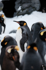 Selected Focus on Penguin Standing with friend in winter season.
