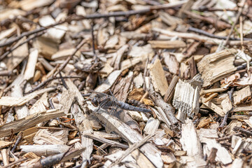 Chalk-fronted Corporal , Ladona julia,  basking in sun on a pathway