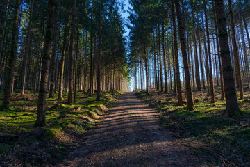 Bavarian Forest foot path with light at the end of the tunnel