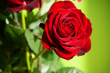 赤い薔薇