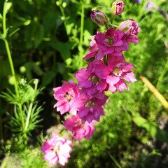 Fototapeta premium Close-up shot of a delicate pink Delphinium flowers, set against a backdrop of lush green grass