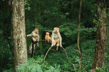 Cute monkeys perched on a thick tree branch in a lush forest environment