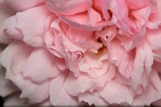 Closeup of the petals of a pink rose