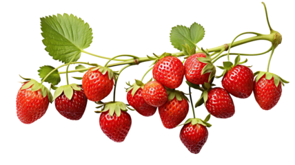 Ripe delicious strawberries bush, cut out