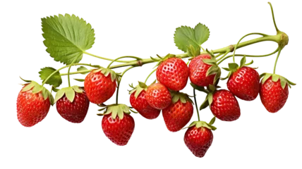 Fototapeten Ripe delicious strawberries bush, cut out © Yeti Studio