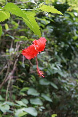 Red Hibiscus in the wood