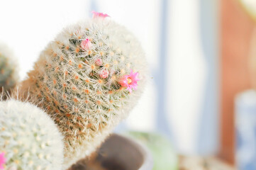Mammillaria carmenae ,Mammillaria or cactus or succulent or Mammillaria carmenae with pink flower
