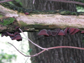 Jelly Ear fungus (Auricularia auricula-judae)