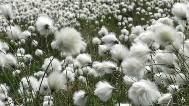 Relaxing fluffy field of Cottongrass, Sedge, Hare&rsquo;s tail, Bog cotton, Pixie wool, Coastal mountain landscape closeup