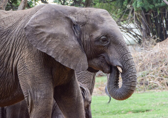 Fototapeta premium Portrait of a young African elephant in a wildlife sanctuary in Zimbabwe