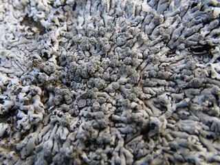 Closeup of a grey-green lichen