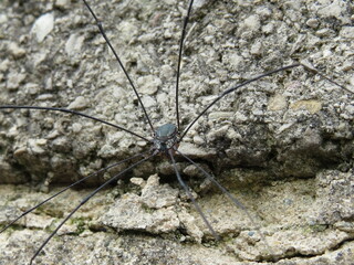 A large Leiobunum harvestman, an invasive species in the United Kingdom