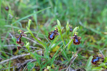 Die Iberische Spiegel Ragwurz,Ophrys vernixia ist eine ausdauernde krautige Pflanze mit einer...