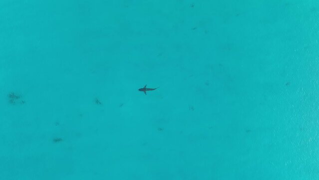 Drone footage of a bronze whaler shark swimming in the shallows in western Australia