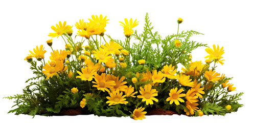 Yellow garden flowers cut out