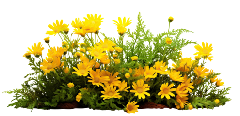 Yellow garden flowers cut out