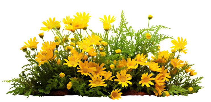 Yellow garden flowers cut out