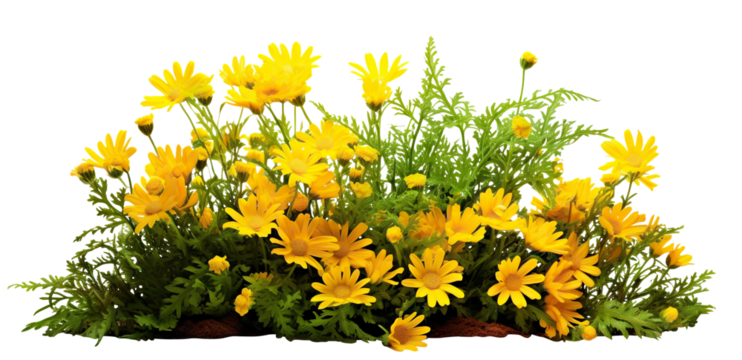 Yellow garden flowers cut out