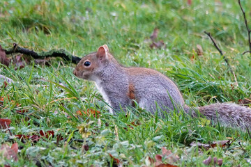 Fototapeta premium Grey Squirrel (Sciurus carolinensis) in the British Countryside