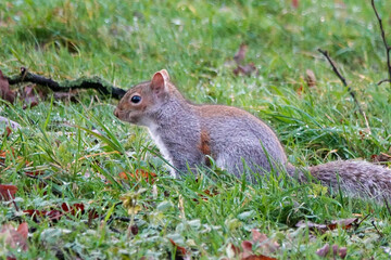 Naklejka na ściany i meble Grey Squirrel (Sciurus carolinensis) in the British Countryside