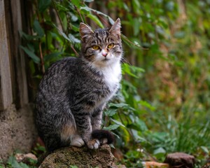 Naklejka na ściany i meble Adorable domestic tabby cat stands atop a rock in a grassy meadow near a rustic wooden fence