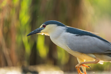 Black crowned night heron (Nycticorax nycticorax)