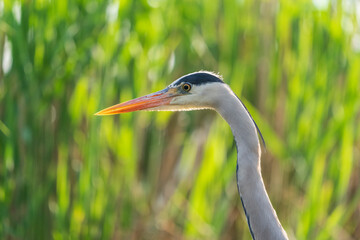grey heron (ardea cinerea)