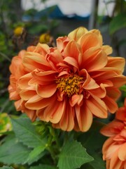 Vertical closeup shot of a blooming bright orange dahlia flower