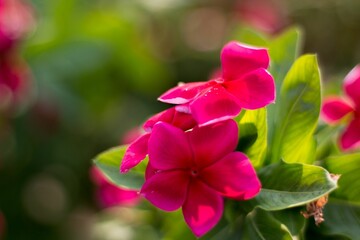 Obraz premium pink flowers lutheran with green leaves in background on sunny day