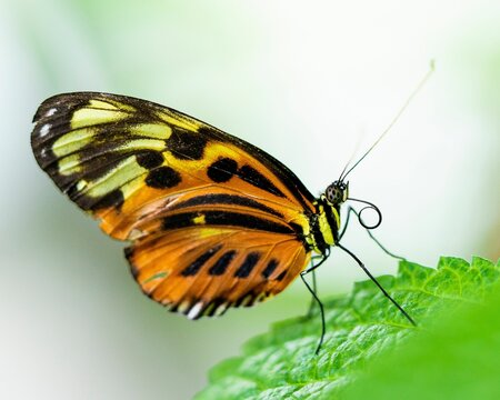 Close-up shot of a Tithorea butterfly perched atop a green leaf