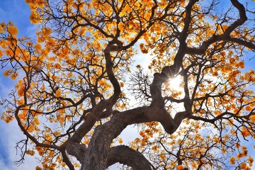 Ipê-amarelo visto de baixo para cima com céu azul e sol ao fundo