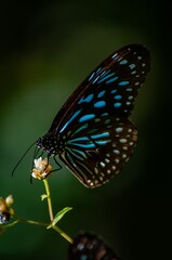 Obraz premium Bright blue butterfly perched on a vibrant flower