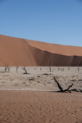 magical beauty yellow mountains, dry dead trees and a desert plain against the sky in the Namibian desert