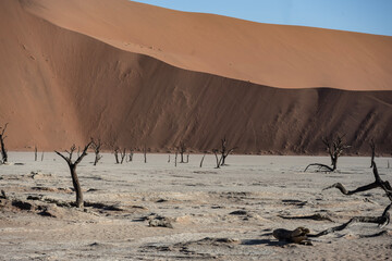 magical beauty yellow mountains, dry dead trees and a desert plain against the sky in the Namibian desert