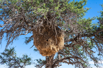 unusual nests of African weavers in the Namib Desert have become a special landmark in Namibia