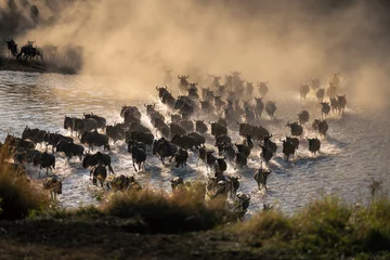 Fototapeten Antilope Group of blue wildebeest crossing shallow river  © Nick Dale
