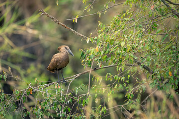 Hamerkop watches camera from branch in woods