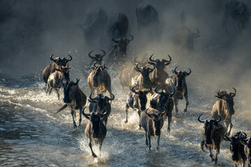 Herd of blue wildebeest galloping across water