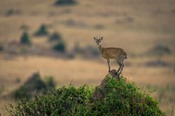 Klipspringer stands watching camera from termite mound