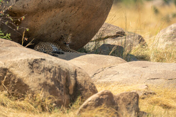 Leopard lies under shady rock turning head