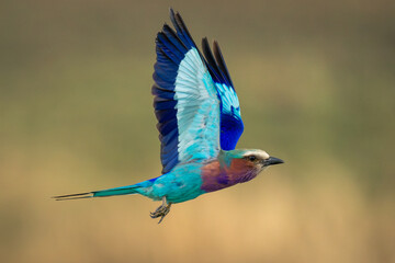 Lilac-breasted roller crosses savannah with wings raised