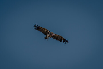 Lappet-faced vulture glides through clear blue sky