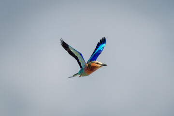 Lilac-breasted roller flies with wings forming V-shape