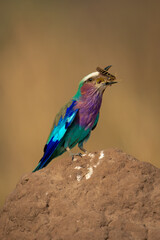 Lilac-breasted roller eats insect on termite mound